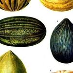 Как вырастить богатый урожай дынь в теплице?