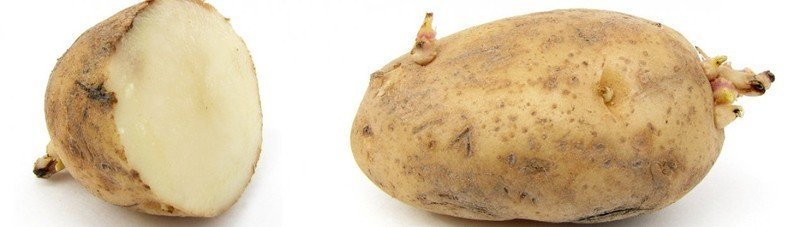 Картофель сорт айдахо
