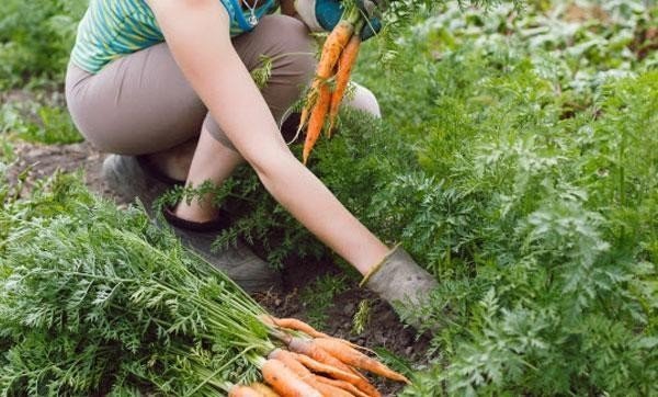 Люди убирают урожай моркови