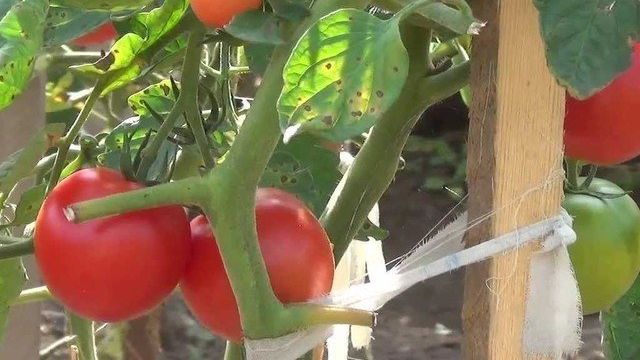 Метод выращивания помидор по маслову