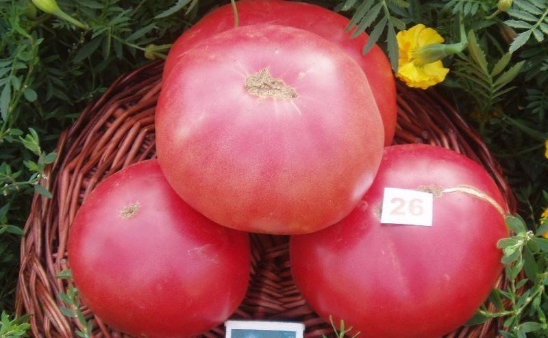Розовый гигант томат