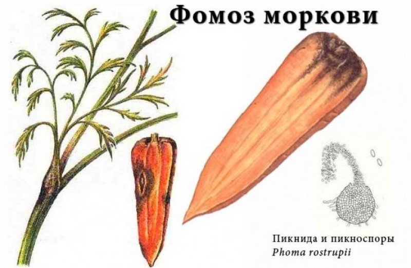 Строение моркови для детей