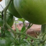 Настоящий высокоурожайный южанин – сорт томата «О-ля-ля»