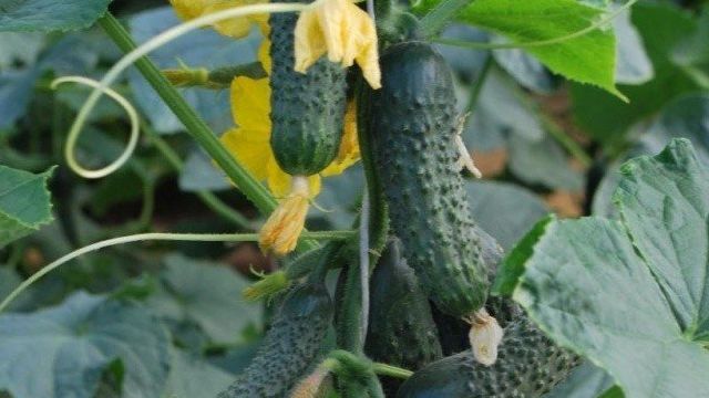 Огурец Каролина f1: описание и характеристика сорта, урожайность с фото