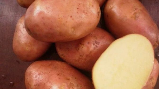 Картофель сорт примадонна