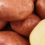 Описание сорта картофеля Ильинский его характеристика и урожайность