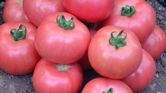 Описание сорта томатов “Титан”