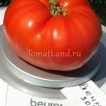 Описание высокоурожайного томата Вечный зов и рекомендации по выращиванию сорта