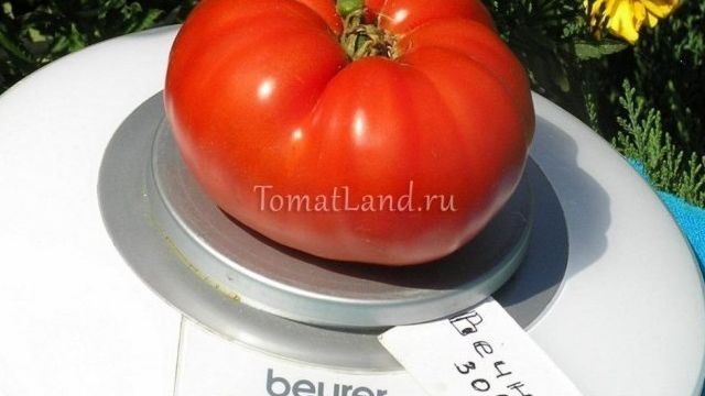 Описание высокоурожайного томата Вечный зов и рекомендации по выращиванию сорта