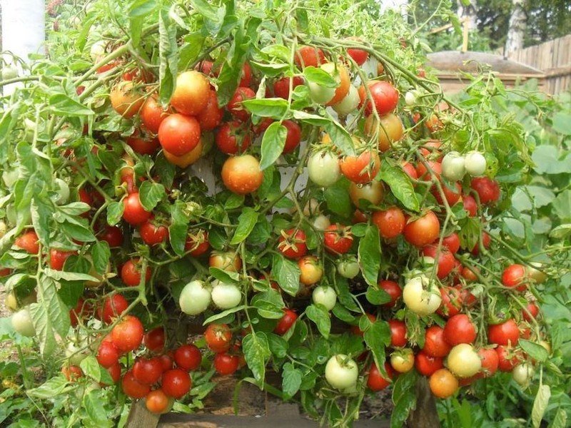 Ампельные помидоры