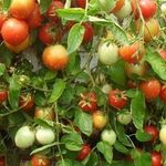 Особенности выращивания, характеристика и описание томатов Взрыв