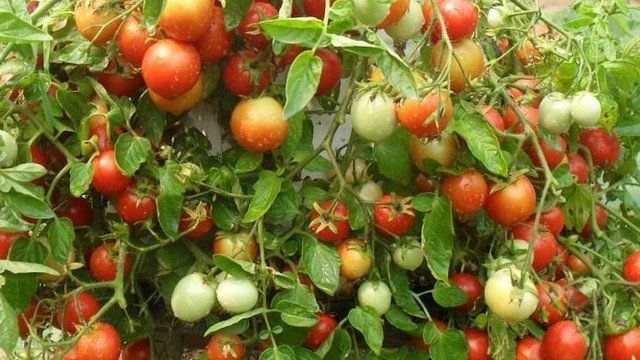 Особенности выращивания, характеристика и описание томатов Взрыв