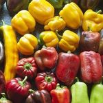 Перец Владыка — описание сорта, особенности выращивания
