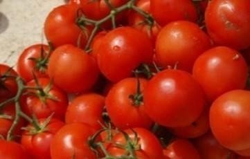 Сорт томатов верлиока