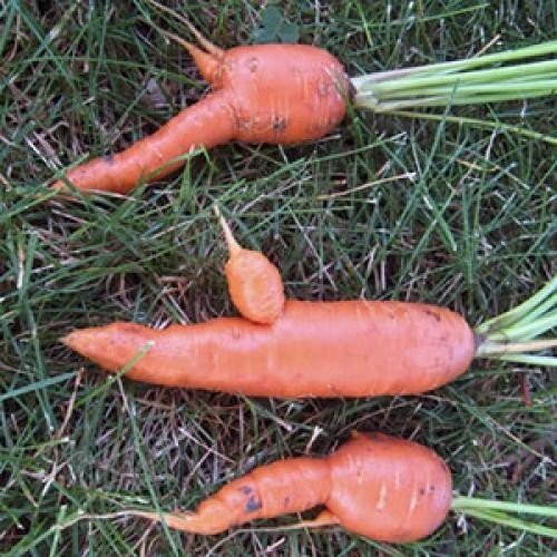 Морковка странной формы