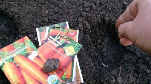 Посев моркови в лунки
