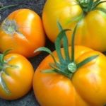 Помидорная экзотика — томат «Апельсин» описание сорта, характеристика, урожайность, фото