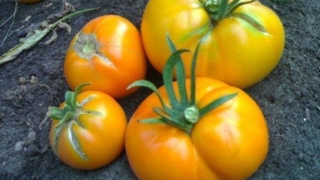 Помидорная экзотика — томат «Апельсин» описание сорта, характеристика, урожайность, фото