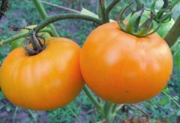 Жёлтые помидоры сорт апельсин