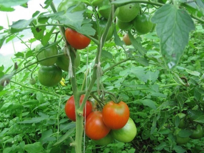 Формирование томатов в теплице