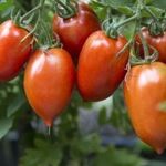 Раннеспелый сорт детерминантного типа томат Примадонна