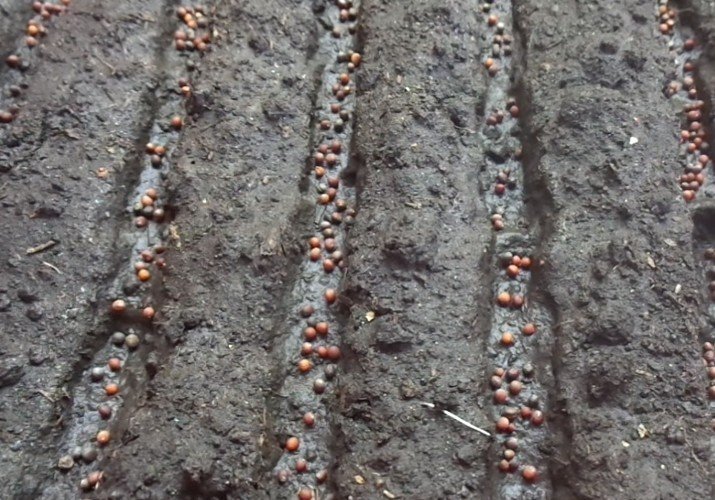 Гладиолусы посадка в открытый грунт весной