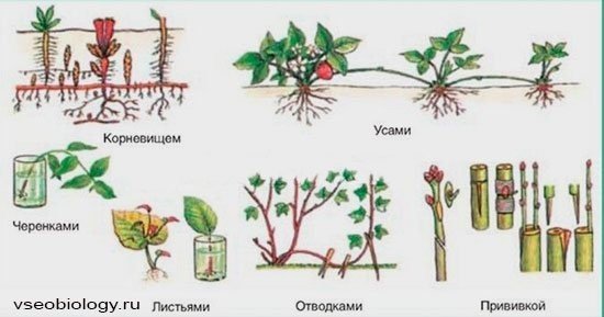 Способы вегетативного размножения