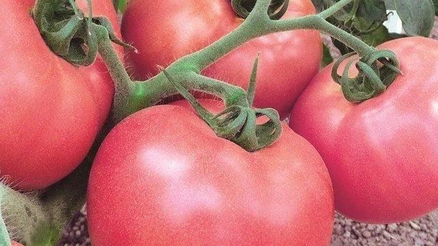 Рубрика: Сорта томатов, фото, отзывы