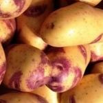 Синеглазка — урожайный и неприхотливый сорт картофеля