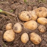 Сорт картофеля Гала – описание, уход и другие особенности