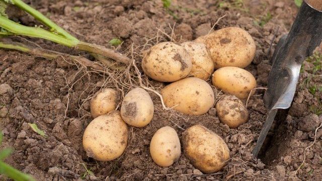 Сорт картофеля Гала — описание, уход и другие особенности фото