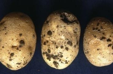Синхитриум поражение картофеля