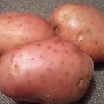 Сорт картофеля “Манифест”