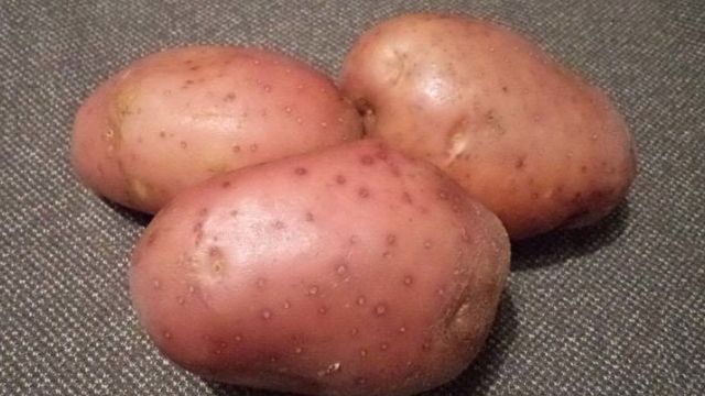 Сорт картофеля “Манифест”