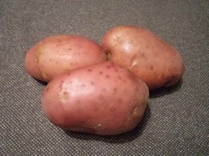 Сорт картофеля манифест