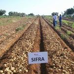 Сорт картофеля «Сифра»: характеристика, описание, урожайность, отзывы и фото