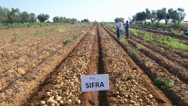 Характеристика, описание, урожайность, отзывы и фото сорта картофеля «Сифра»