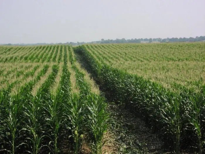 Хозяйство франции кукуруза поля