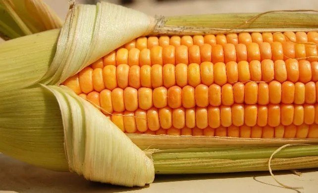 Сорт кукурузы для попкорна