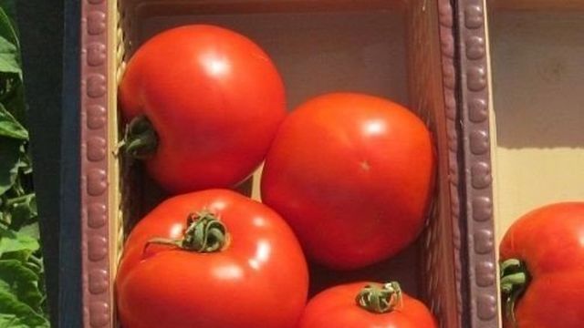 Сорт ставший находкой для фермеров — томат Лакомка