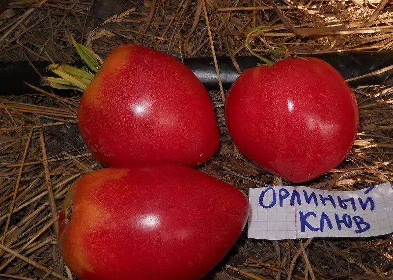 Сорт томата орлиное сердце