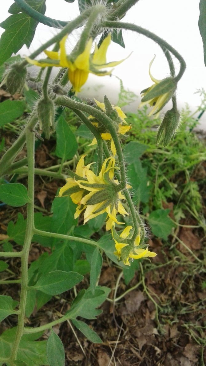 Махровый цветок на томатах