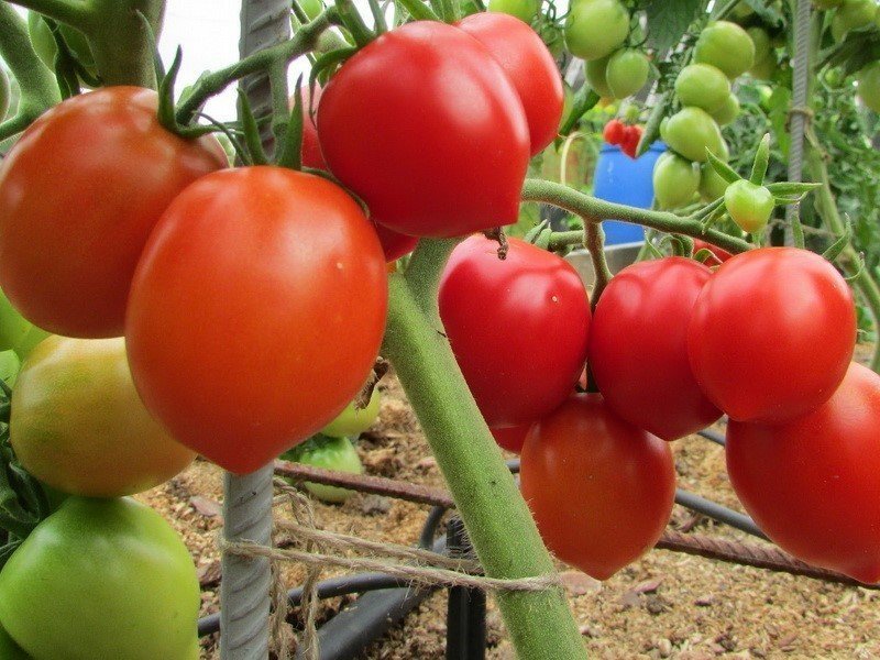 Кусты помидоров сорта Столыпин