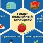 Томат Тарасенко юбилейный характеристика и описание сорта урожайность с фото