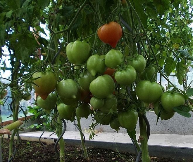 Сорт помидоров юбилейный тарасенко