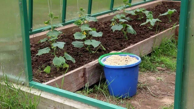 Урожайный огород мульчирование томатов