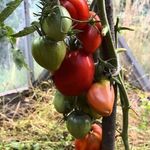 Замечательный томат, рекомендованный для выращивания в теплицах