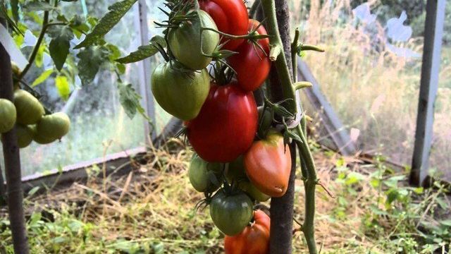 Замечательный томат, рекомендованный для выращивания в теплицах