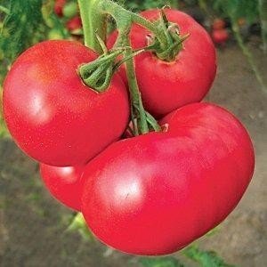 Сорт мамстон помидор