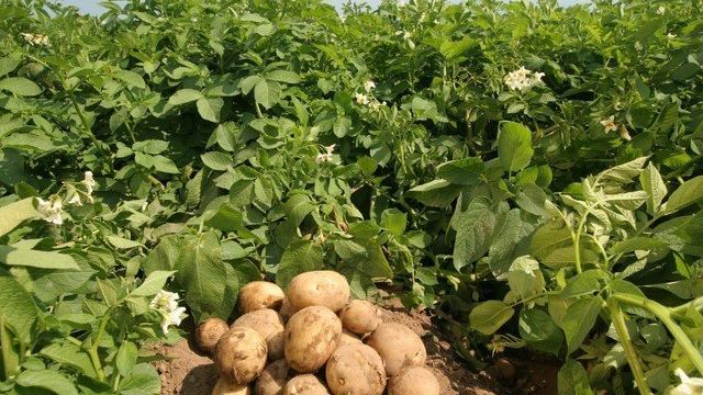 Затраты на выращивание картофеля на 1 га